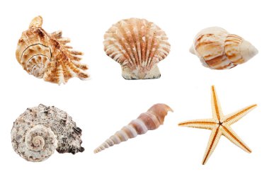 Set of sea shells clipart