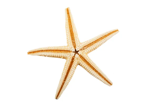 Seastar on the white — Stock Photo, Image
