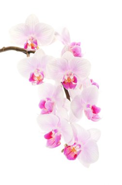 Pink orchid clipart