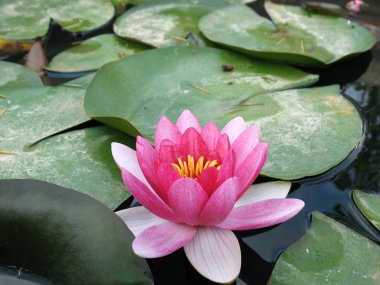 Water Lily clipart