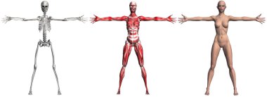 Skeleton and Muscles of a Human Female clipart