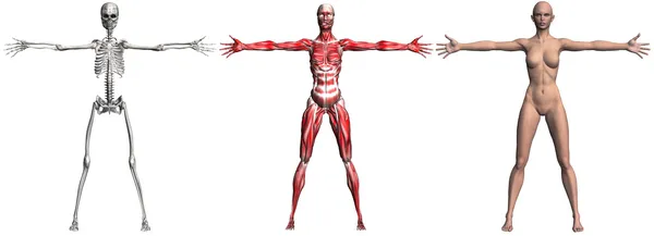Scheletro e muscoli di una femmina umana — Foto Stock