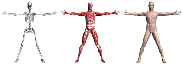 人类男性的肌肉和骨骼 — 图库照片