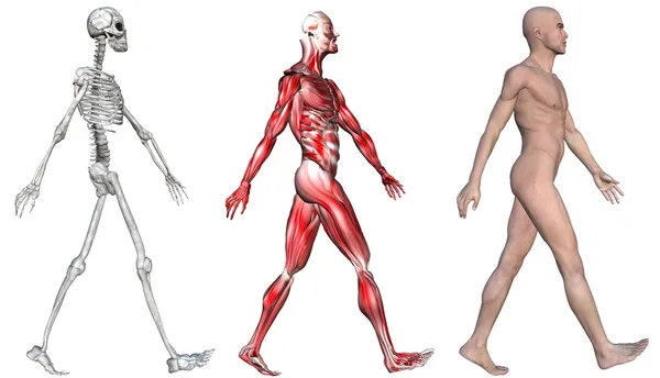 Esqueleto & Músculos de um Homem Humano — Fotografia de Stock