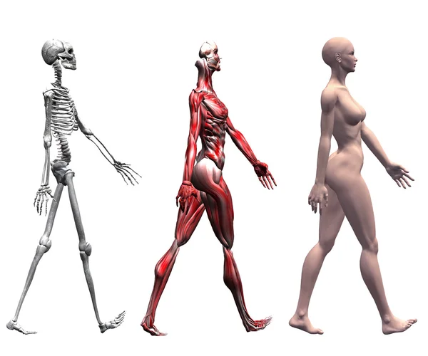 Esqueleto e Músculos de uma Mulher Humana — Fotografia de Stock