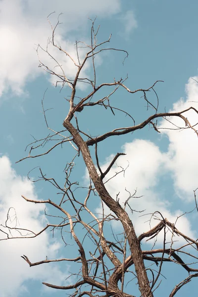 Solmuş ağaç — Stok fotoğraf