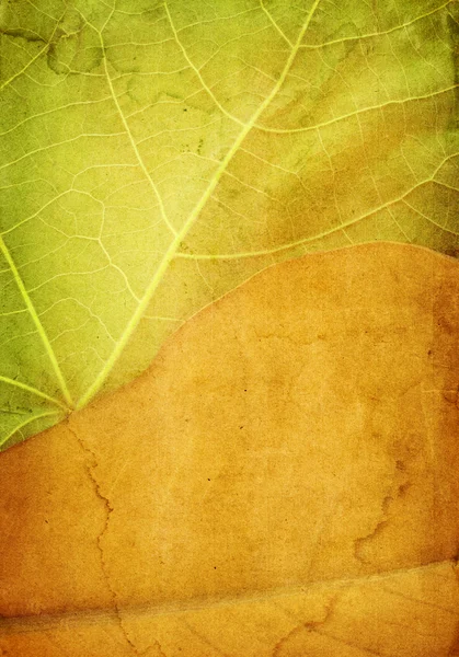Stary i nowy liść organiczny kolaż — Zdjęcie stockowe