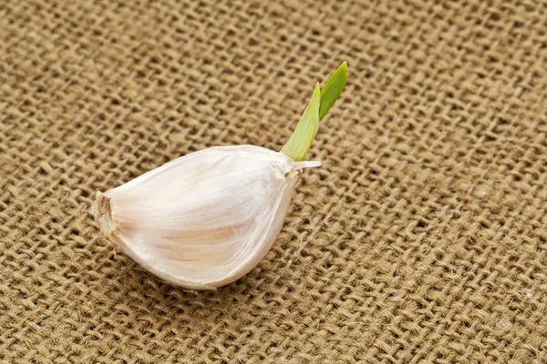 Spicchio d'aglio germinante — Foto Stock