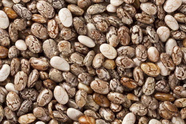 Chia-Samen in 2x lebensgroßer Vergrößerung — Stockfoto