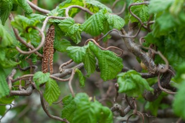 Corkscrew hazel clipart