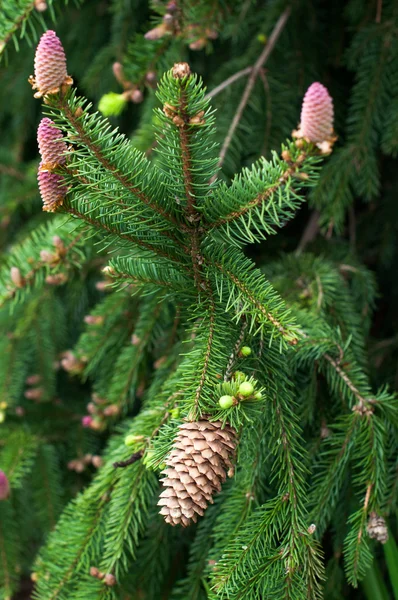 Flowering fir branch — Stock Photo, Image