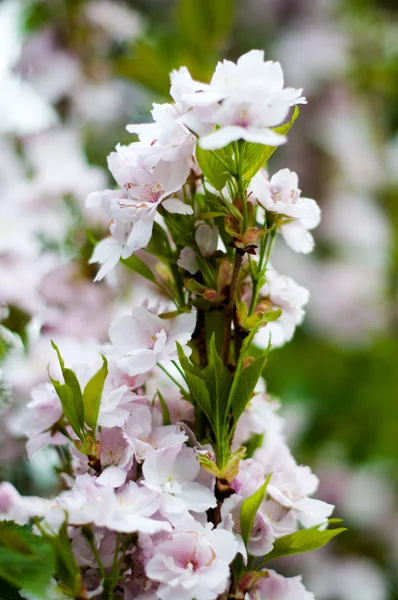 stock image Cherry blossoms