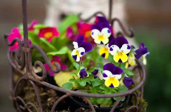 Spring flower basket — Stock Photo, Image