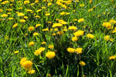 Sarı dandelions ile çayır