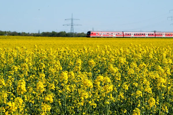 Canola veld en trein — Stockfoto