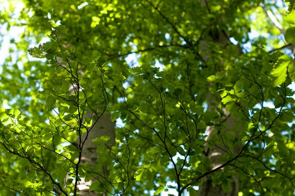 Kayın ağaçlar ve Mayıs böcekleri — Stok fotoğraf