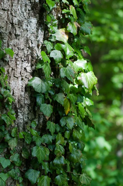 Tree trunk with ivy — Stock Photo, Image