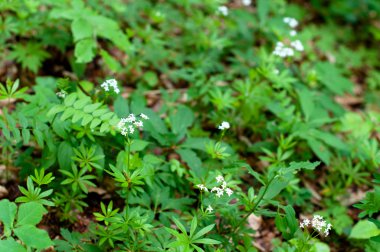 Woodruff white flowers clipart