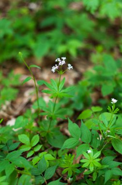 Woodruff white flowers clipart