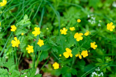 buttercups