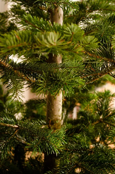 Καυκάσιος fir κλάδους — Φωτογραφία Αρχείου