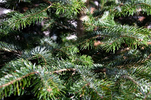 Caucasian Fir Branches — Stock Photo, Image