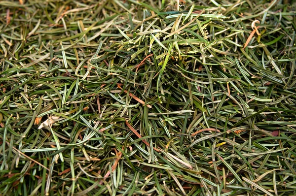 Closeup of fir needles — Stock Photo, Image