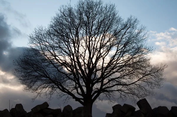 Silhouet van boom op winter avondrood — Stockfoto
