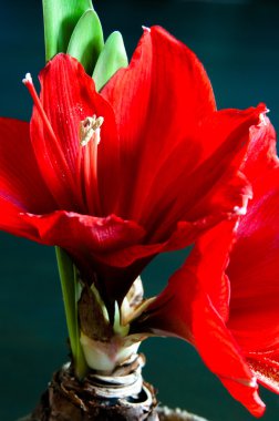 Red amaryllis clipart