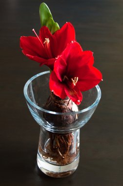 Kırmızı nergis zambağı