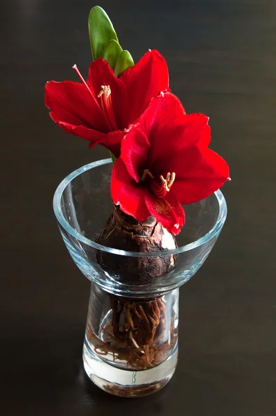Vörös amaryllis — Stock Fotó