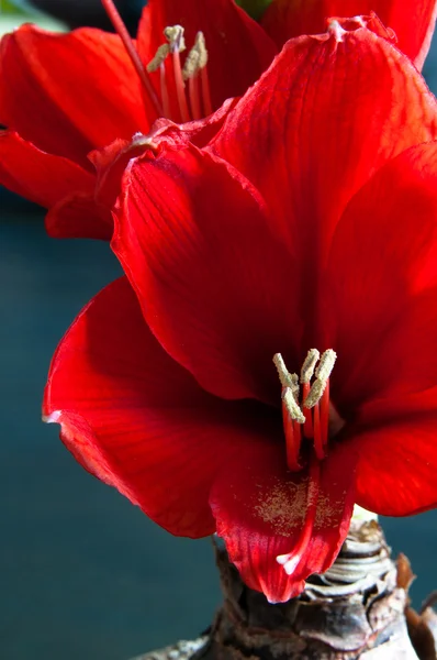 stock image Red amaryllis