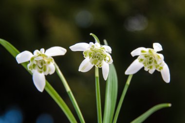 kardelen galanthus nivalis