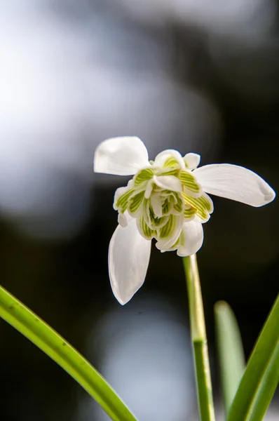 Gota de neve Galanthus nivalis — Fotografia de Stock