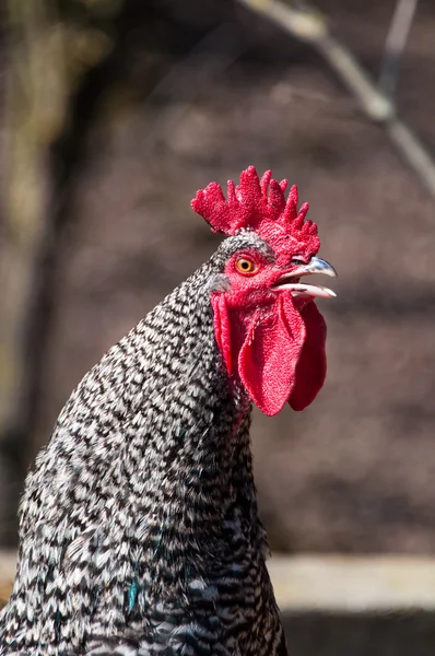 Cock rooster is crowing — Stock Photo, Image