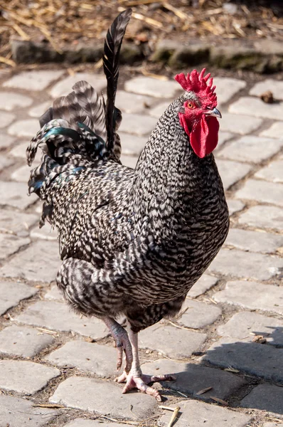 Cock rooster — Stock Photo, Image