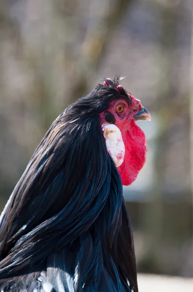 Cock rooster is crowing — Stock Photo, Image