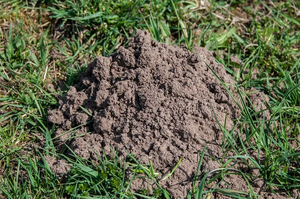 stock image Molehill