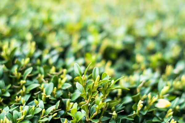 Zelené listy na větvích buxus v létě — Stock fotografie