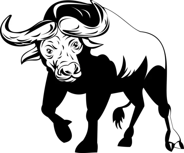 Afrikai bika támadó — Stock Fotó