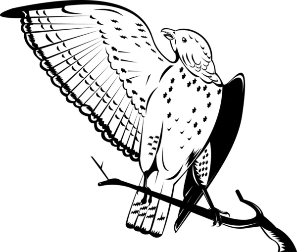 枝の上に腰掛けて広い翼鷹 — ストック写真