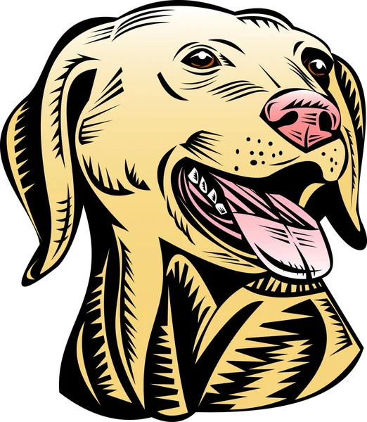 Golden labrador retriever dog head — Stock Photo, Image