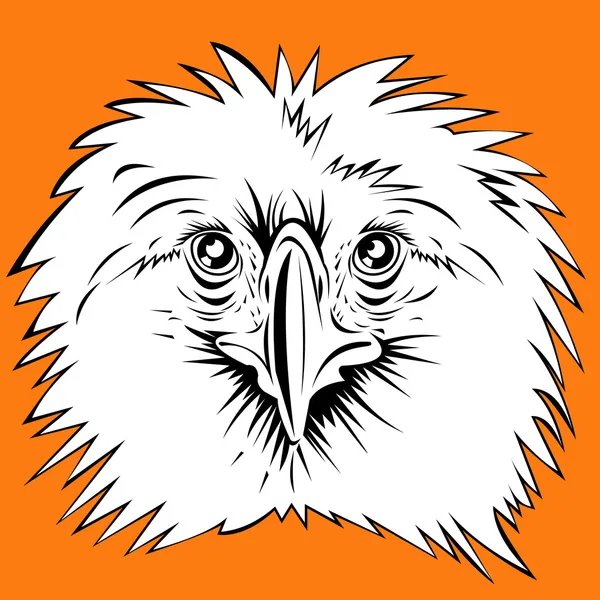 Philippine Eagle head — Stockfoto