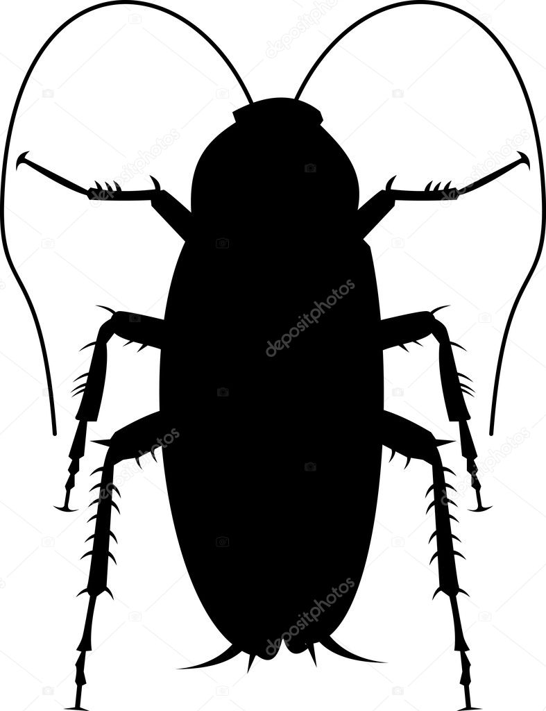Cockroach silhouette