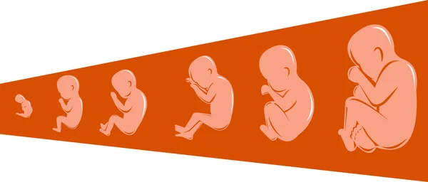 Menselijke foetus van 8 tot 40 weken — Stockfoto
