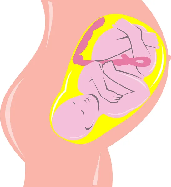 Foetus humain dans l'utérus — Photo
