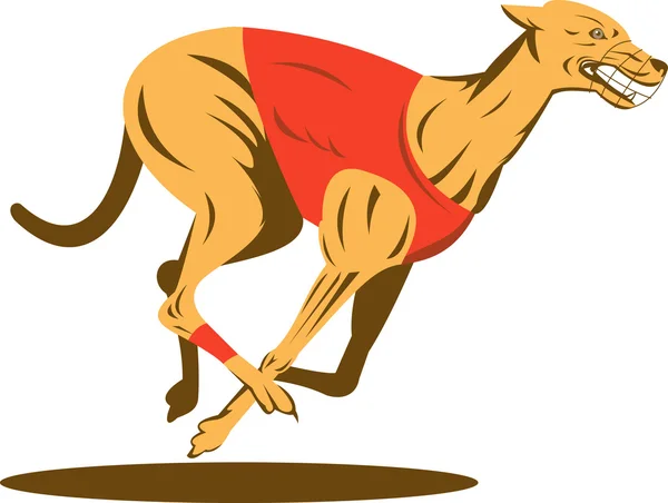 Собака Greyhound racing — стокове фото