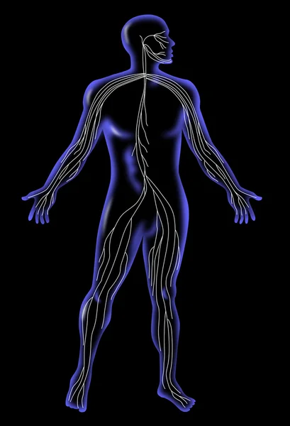 Erkek insan anatomisi ayakta x-ray stili — Stok fotoğraf