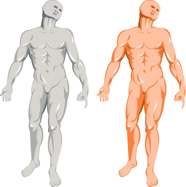 Male human anatomy standing — Stock Photo, Image