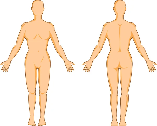 Anatomie humaine masculine debout — Photo